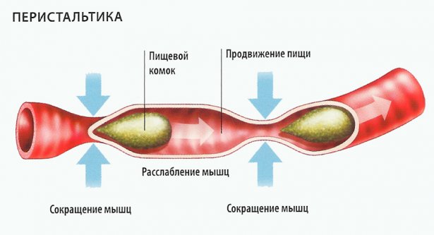 мышцы в кишечнике