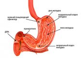 Виды и назначение антрального отдела желудка
