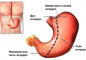 Размеры желудка у взрослых и новорожденных