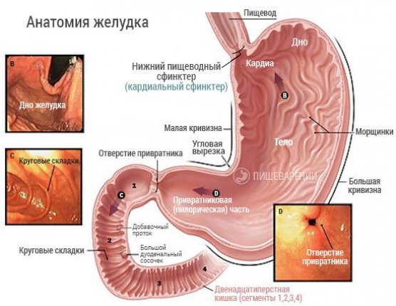 Изображение - Гипотония кардии желудка raspolozhenie-kardii_556x430