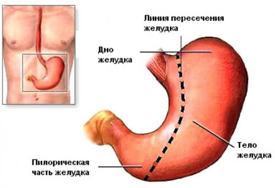 Размеры желудка у ребенка в 2 года