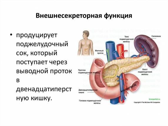 Функции поджелудочной железы инкреторная функция
